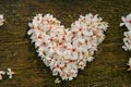 Beautiful White flowers. Ã¯Â¼Ëtung tree flowerÃ¯Â¼â°Heart shape Royalty Free Stock Photo